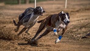 Longford Leader Editorial: Memories of Longford Greyhound Stadium will live on