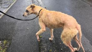 GALLERY | ISPCA rescue lurcher dog  in Longford suffering from severe mange and malnutrition