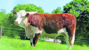 Longford Leader Farming: Three of the top Hereford herds join forces for Elite sale 