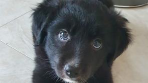 Six new-born puppies abandoned in a cardboard box in Granard are now thriving in ISPCA care