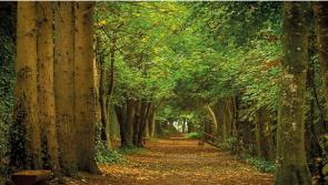 Local forest  owners warned about disposing of their harvesting rights