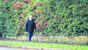 Over 500 people living with dementia in Longford