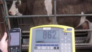 Longford Leader Farming: Have you submitted everything necessary for the BEEP scheme?