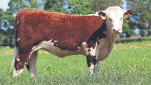 'All heifers sold well' at the Elite Genetics production sale in Tullamore