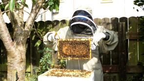 Roving Leader: Learning all about the art of keeping bees with Longford's Robert Ghee