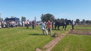 Revealed: National Ploughing championships results - The senior title stays in Carlow