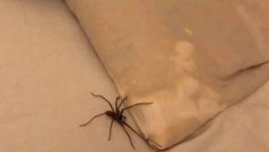 Spiders set to invade Longford homes