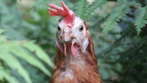 Any Longford families interested in offering rescue hens a loving home?
