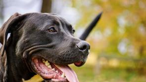 Dog owners in Longford called on to show greater responsibility, after spate of livestock attacks