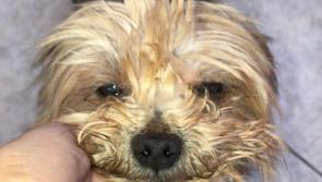 Outrage as neglected dog dumped at Longford pound