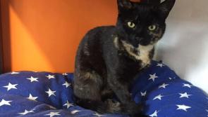 Have you seen Molly the cat?