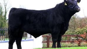 Longford Farming: Aberdeen Angus bulls sought for export
