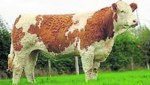 Irish Simmental Cattle Society cancel premier sale in Roscommon