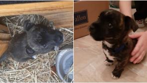 Heartbroken Longford family in plea for information on missing dog