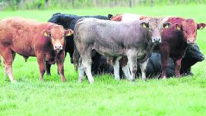Longford Leader Farming: ‘We need to look at cost savings’