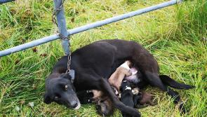 Dog discovered tied to a gate trying to nurse six newborn puppies is in the care of the ISPCA's Longford centre
