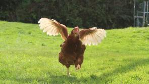 Release the hens! Enforced lockdown is over for Longford poultry