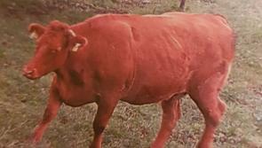Cash reward offered for stolen Longford cow