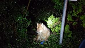 ISPCA appeals for information about an injured dog discovered tied to a gate near Lanesboro