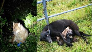 ISPCA outraged over abandoned dogs in Roscommon and Longford
