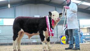 Success for Longford farmer at Hereford show