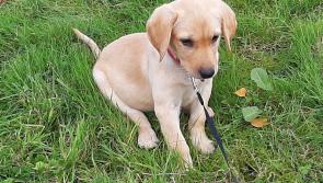 Longford dog owners: how are your pets really ageing?