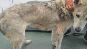 Man convicted of cruelty to two Siberian husky dogs and banned from keeping animals for five years