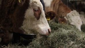 Longford Leader Farming: Don’t overlook pre-calving minerals