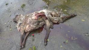 Dog owners warned of responsibilities after attack on flock in midlands