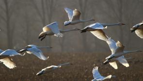  South Longford residents to take part in Swan Census