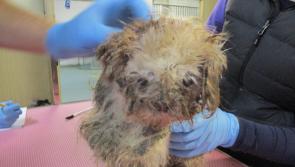 Eight dogs rescued from 'squalor'  by ISPCA in need of a home
