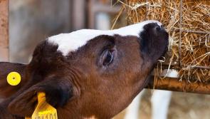 Longford Leader Farming: All you need to know about the new calf investment scheme