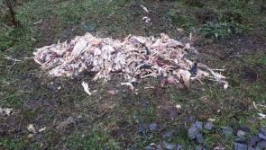 Poultry offal found dumped in Leitrim woodland