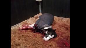 Gruesome stab attack ‘a new low’ for Longford
