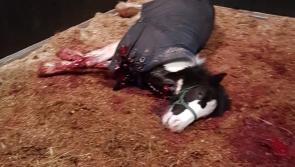 Gardaí investigate possible 'feud' link to brutal stabbing of Longford foal