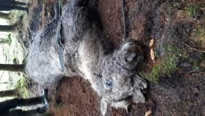Over 30 horses and donkeys dumped at Leitrim forest