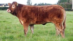 Longford breeder sells homebred heifer to France