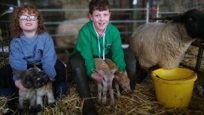 Quad lambs born on Lanesboro farm