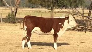 Progeny of Longford bull thriving in Australia