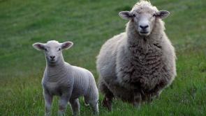 Longford farmer offering reward of €1,000 for return of twenty-two stolen ewes