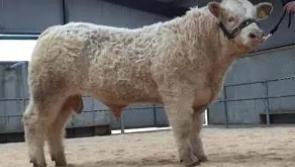 Huge demand for charolais bulls at  society sale in Tullamore