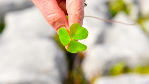 Dream St Patrick's weekend New York trip for Longford St Christopher's service users postponed owing to Covid-19 risk
