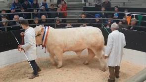 WATCH| Longford bull sells for whopping €15,000