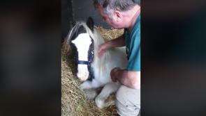 Longford charity Hungry Horse Outside suffers a drop in donations