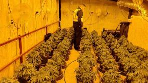 Man arrested and €122,400 of suspected cannabis plants seized in Athlone