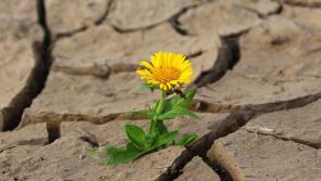 Ireland is now officially in a drought with no rain for the past fifteen days