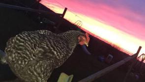 PICTURES | Children in St Colmcille's NS Aughnacliffe put their creativity to good use during self-isolation