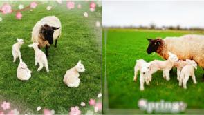 Spring has sprung: Newtowncashel ewe gives birth to four beautiful lambs