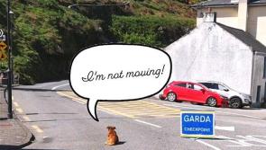 'I'm not moving,' Brave pooch defies Garda Covid-19 checkpoint over Easter weekend 