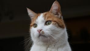 Have you seen this cat missing from Killoe?
